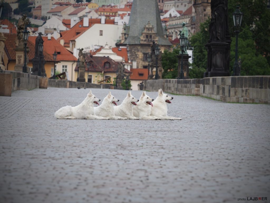 white Swiss shepherds prague