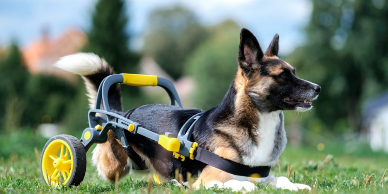 wheelchair for dogs czech