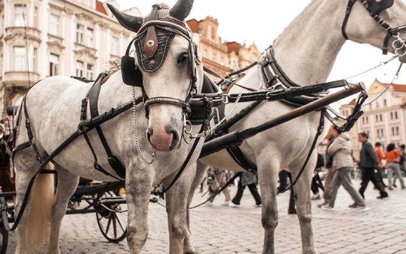 Horse-drawn carriages prague