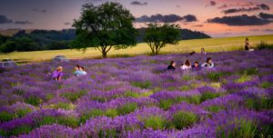 Lavender Farms Czechia